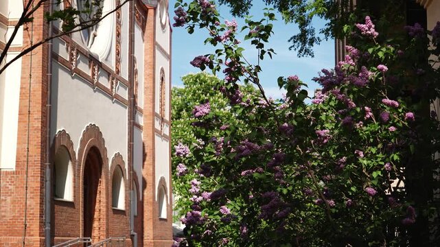 Purple lilac blossoms bloom beside the historic synagogue facade in Subotica on a sunny spring day. Concept of seasonal beauty, cultural heritage, and urban tranquility