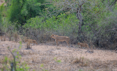 Löwin oder Löwe im Busch vom Krüger National Park - Kruger Nationalpark Südafrika © Natascha