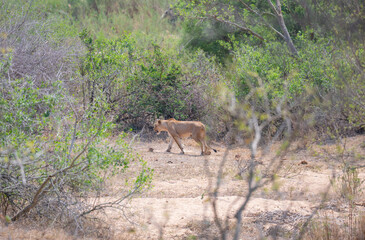 Löwin oder Löwe im Busch vom Krüger National Park - Kruger Nationalpark Südafrika © Natascha
