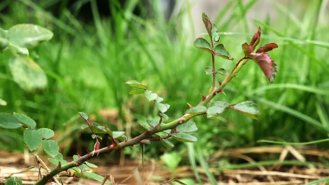 Healthy Rosehip branch on green grass background. A shrub rose seedling. The waterloo variety. Young Wild rose plant with glossy green leaves on red stems with thorns. Ornamental garden plant.