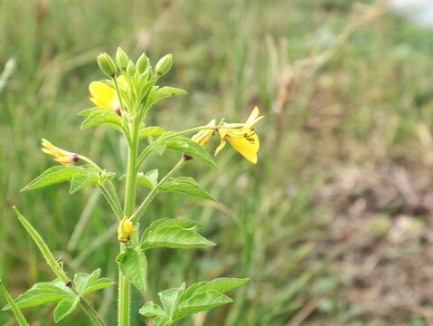 Close-up shot of blooming Cleome viscosa (Asian Spiderflower) featuring vibrant yellow petals and green palmate leaves in the riverbank