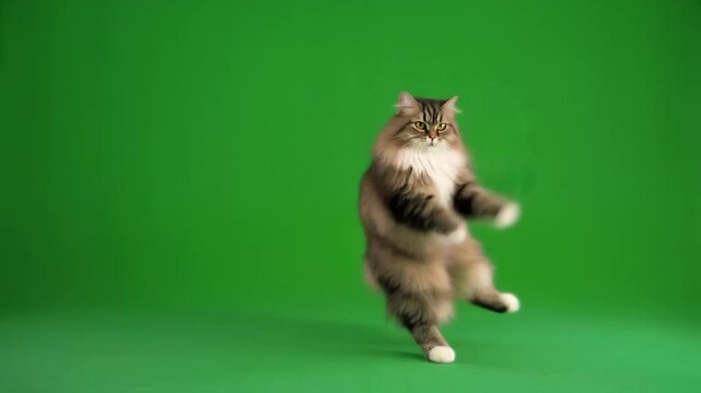 Fluffy Cat Dancing and Moving on Green Screen for Humorous Animal Content