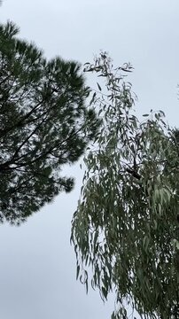 Video slow motion del cielo con ai lati due alberi pieni di foglie mosse dal vento