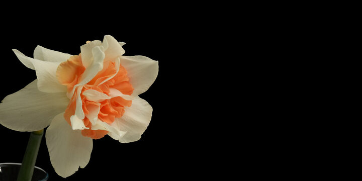 Orange and white jonquil spring flower against black background with generous copy space, botanical texture with space for text, minimal layout with border for text overlay