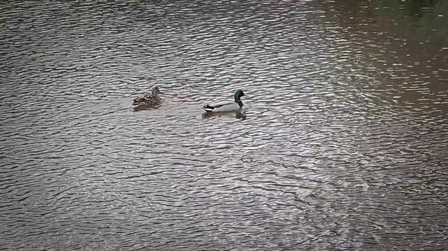 Ducks swimming along a waterway in spring. Wildlife video. Restorative watershed. Mallards. Drake and hen.
