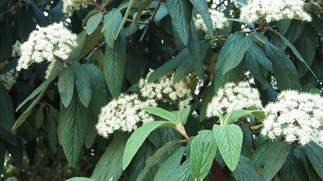 Viburnum rhytidophyllum or leatherleaf viburnum is species of flowering plant in Viburnaceae. Vigorous, coarsely textured evergreen shrub with fragrant creamy-white flowers bloom in cluster in spring.