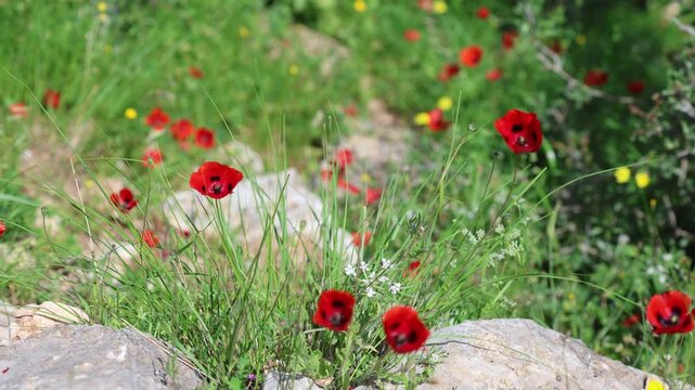 Swaying Wild Prickly Poppies (Papaver Argemone) with Vibrant Red Petals and Black Base in a Mediterranean Rocky Landscape	