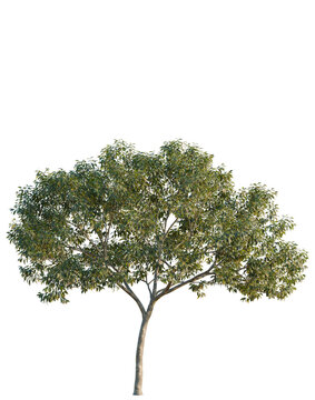 Cinnamomum burmannii tree, elevation, front view, cutout, transparent background, isolate, Detailed Branch of Lush Green Tree with Vibrant Foliage, Close-Up Nature Photography