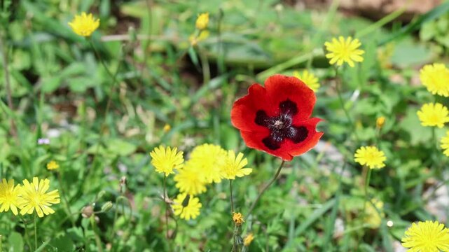 Swaying Wild Prickly Poppies (Papaver Argemone) with Vibrant Red Petals and Black Base in a Mediterranean Rocky Landscape	
