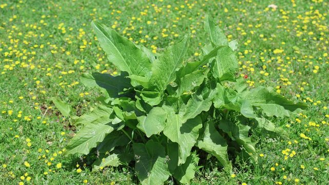 Arum dioscoridis, commonly known as the Spotted arum, is a plant of the arum family (Araceae)	