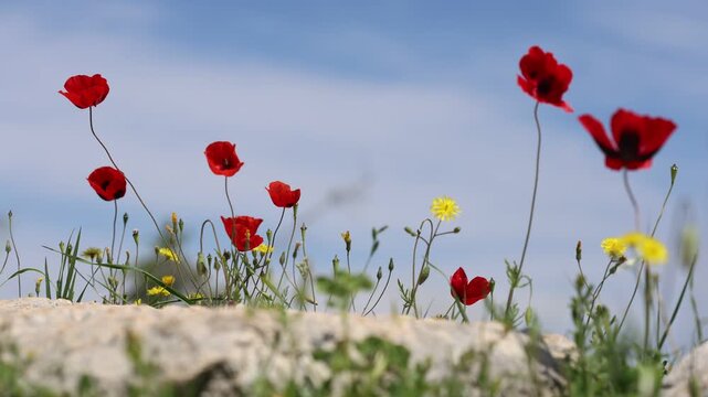 Swaying Wild Prickly Poppies (Papaver Argemone) with Vibrant Red Petals and Black Base in a Mediterranean Rocky Landscape	
