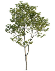 Obraz premium Cyclobalanopsis glauca tree, elevation, front view, cutout, transparent background, isolate, Detailed close-up of a lush green oak tree branch with leaves, nature background