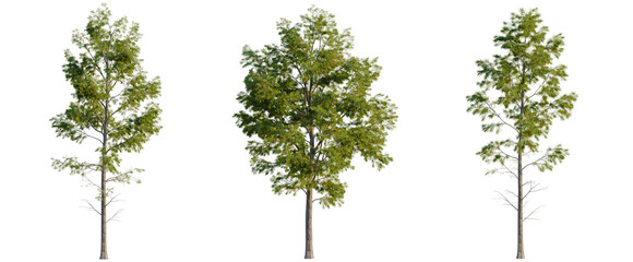 Fototapeta premium Platycladus orientalis tree, elevation, front view, cutout, transparent background, isolate, Green leaves background, abstract texture, natural backdrop, nature, spring, summer, vibrant, foliage