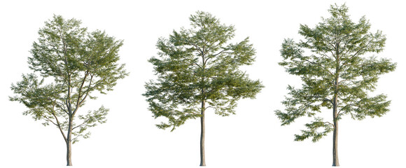Taxus chinensis tree, elevation, front view, cutout, transparent background, isolate, Lone tree in field, silhouette, nature, branches, trunk, foliage, outdoors, rural scene, environment © DH Tree Stock