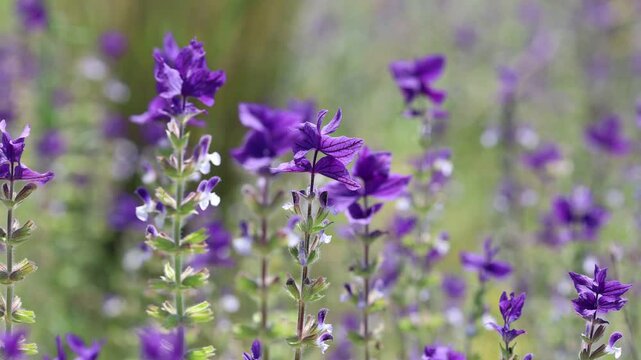 Flowers of Salvia viridis, also known as Painted Sage, in spring