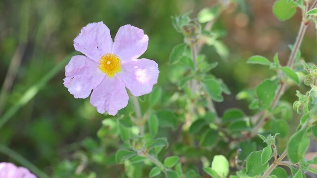 Vibrant Pink Rock Rose Cistus Creticus with Crinkled Paper-like Petals and Golden Anthers in the Wild	

