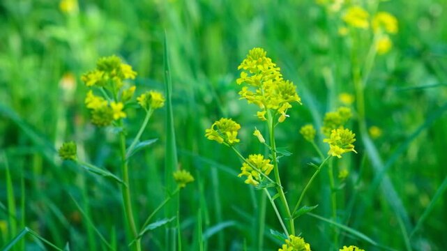 Yellow Wild Mustard Flowers in Green Meadow.