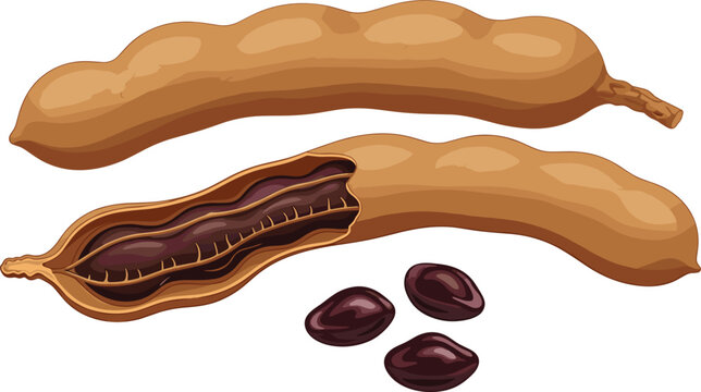 Illustration of Fresh Parsley LeaIllustration of Tamarind Pods with Opened Seed and Brown Pods on a Solid White Background"ves in a Pattern on a Solid White Background"