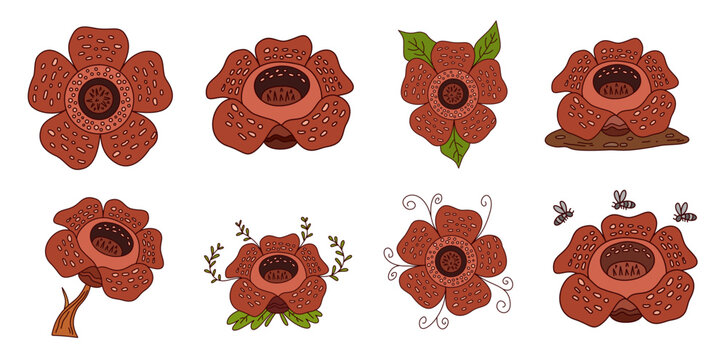 Exotic rafflesia arnoldii flowers in various blooming stages and angles