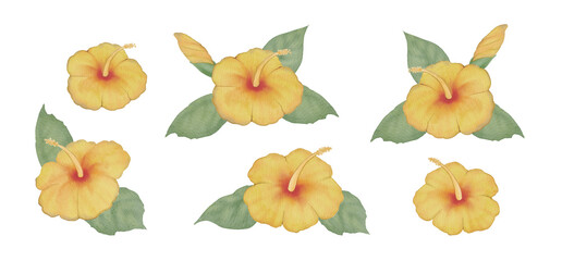 Watercolor yellow hibiscus clipart set, hand painted tropical flower elements with leaves on transparent background for summer beach vacation designs300dpi © URU