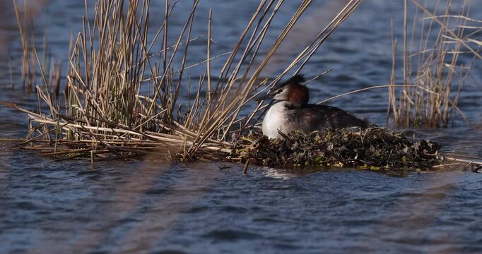 Great Crested Grebe Female Sitting on Nest, Guarding Eggs, Slow Motion, Wildlife Scene