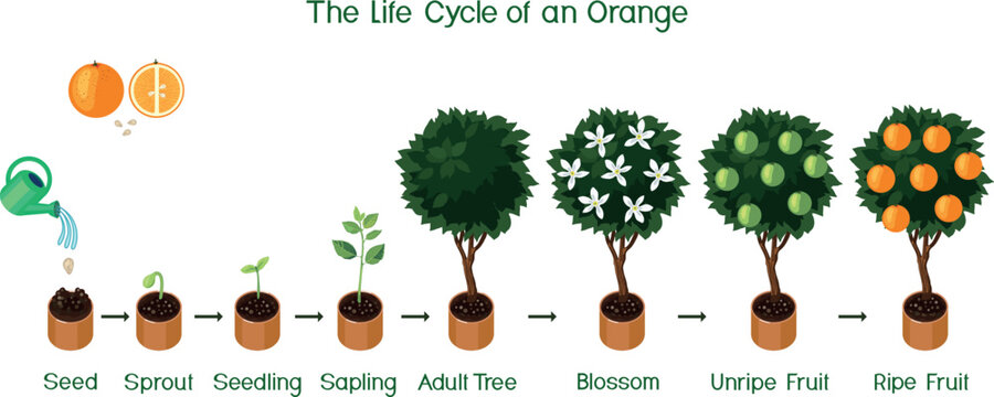 Orange tree life cycle infographic, citrus tree growth stages from seed to ripe fruit, vector illustration isolated on white