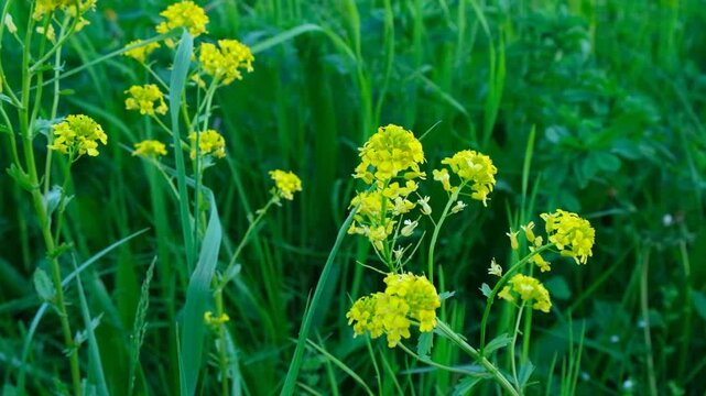 Yellow Wild Mustard Flowers in Green Meadow.