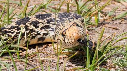 Fototapeta premium Large Bullsnake Slithering Through Grass