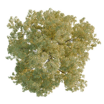 Quercus serrata tree plan, top view, cutout, transparent background, isolate, Detailed Green Leaves Branch Close-Up for Botanical Design and Nature Backgrounds