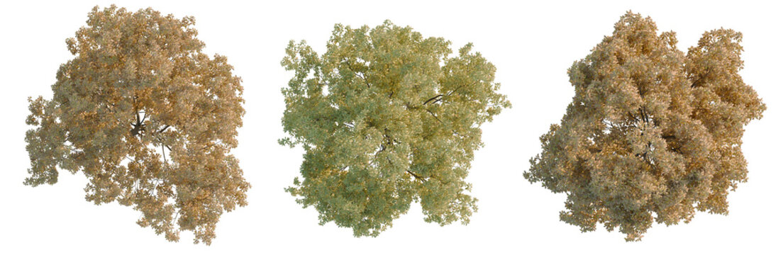 Quercus serrata tree plan, top view, cutout, transparent background, isolate, Detailed close-up of a green fern plant, ideal for nature and botanical themes.