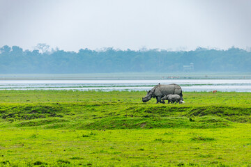 A rhino mother and calf graze peacefully across the lush floodplains of Kaziranga National Park, surrounded by misty grasslands and serene wetlands. © Lathish