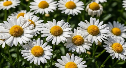 Fototapeta premium A field of vibrant white daisies with yellow centers in full bloom.