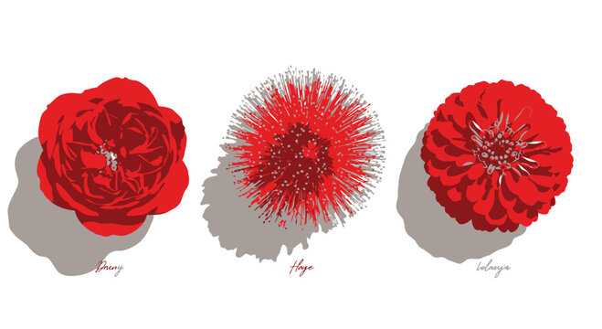 Red Peony Hoya and Zinnia Flowers for Botanical Floral Collection