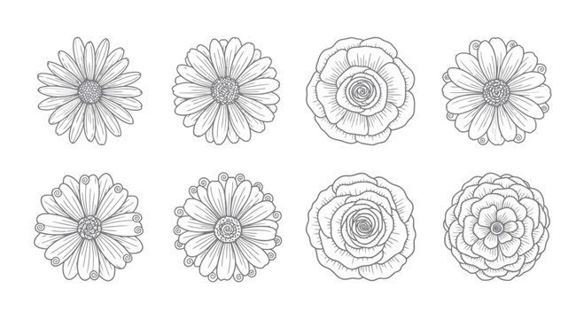 Daisy and Rose Flower Drawings for Botanical Decoration
