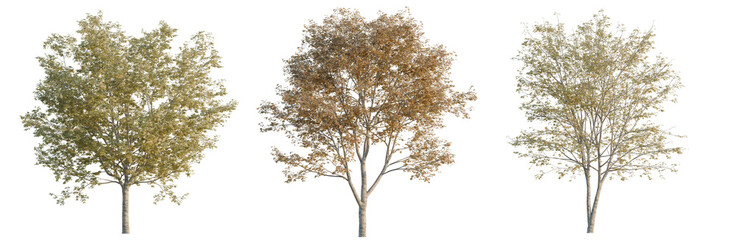 Naklejka premium Acer truncatum tree, elevation, front view, cutout, transparent background, isolate, Realistic Green Leaves Branch with Clear Background for Design and Decoration