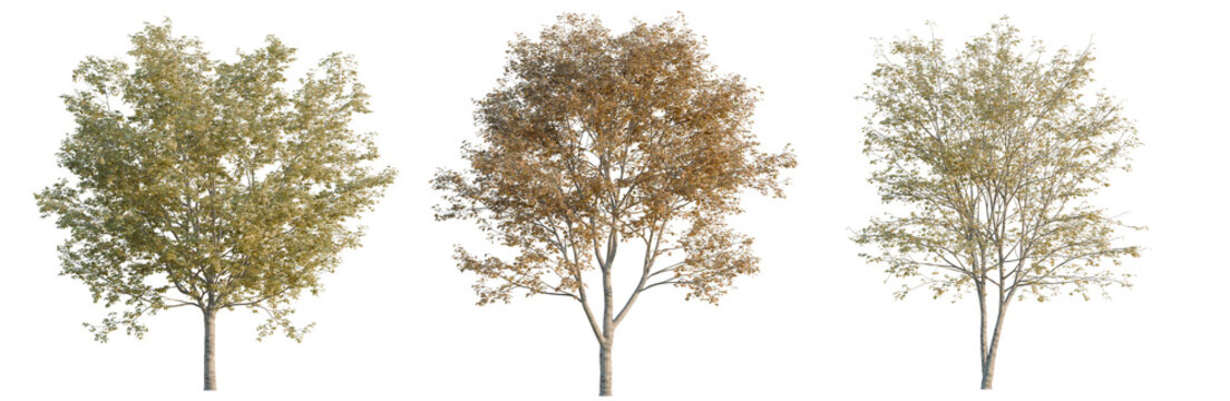 Acer truncatum tree, elevation, front view, cutout, transparent background, isolate, Realistic Green Leaves Branch with Clear Background for Design and Decoration
