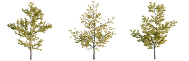 Naklejka premium Ginkgo biloba tree, elevation, front view, cutout, transparent background, isolate, Majestic Autumn Maple Tree with Vibrant Orange Foliage on a Crisp Fall Day
