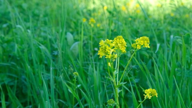 Yellow Wild Mustard Flowers in Green Meadow Slow Motion.