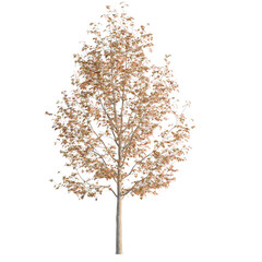 Naklejka premium Liquidambar formosana tree, elevation, front view, cutout, transparent background, isolate, Autumn Maple Tree Branch with Colorful Leaves, Detailed Nature Photography for Seasonal Designs