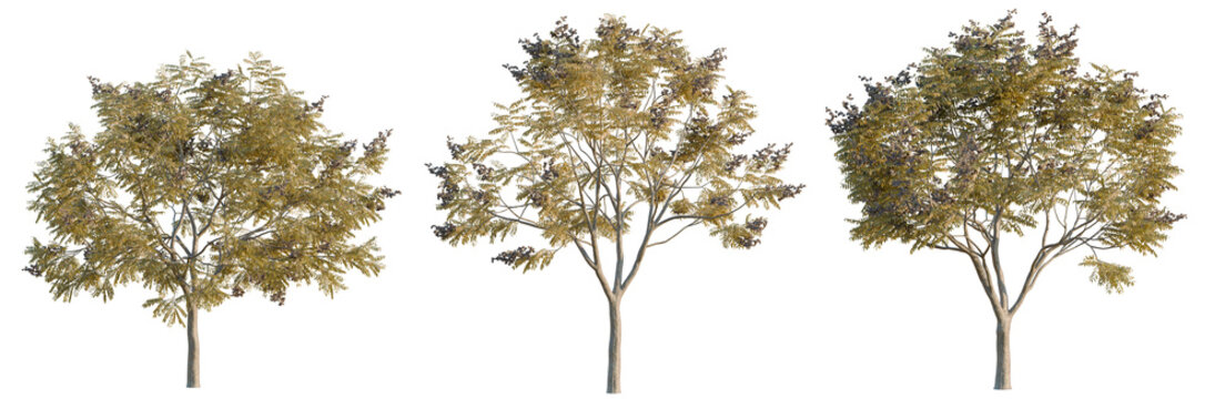 Koelreuteria paniculata tree, elevation, front view, cutout, transparent background, isolate, Autumn Maple Tree Branch with Leaves, Detailed Texture, Natural Fall Foliage, Seasonal Background