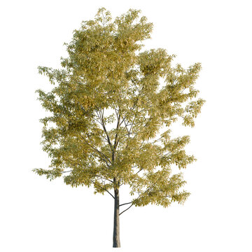Quercus serrata tree, elevation, front view, cutout, transparent background, isolate, Detailed illustration of a vibrant autumn maple leaf with intricate vein patterns, perfect for seasonal designs.