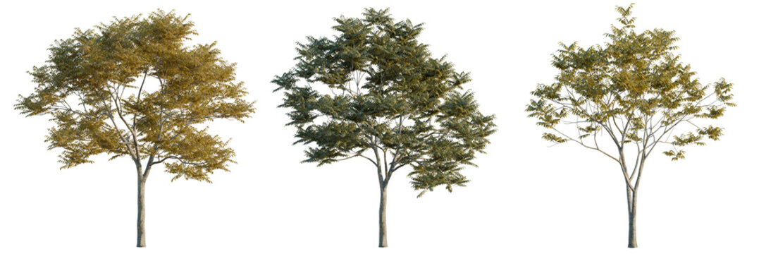 Sapindus mukorossi tree, elevation, front view, cutout, transparent background, isolate, Autumn maple tree leaf close up, vibrant foliage, detailed texture, nature background