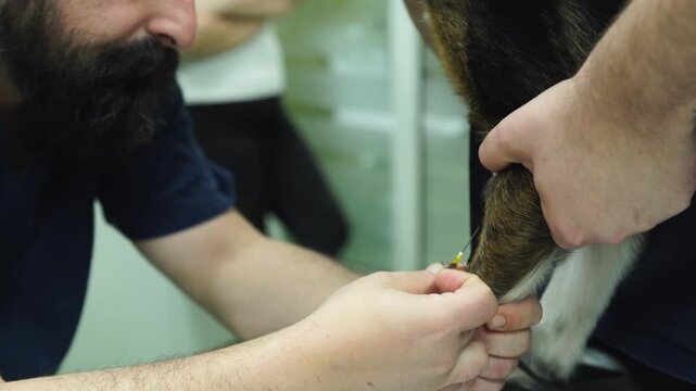 A veterinarian taking a blood sample from a dog patient's leg in an animal hospital