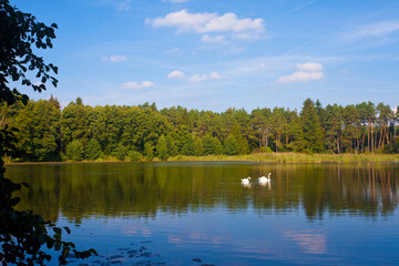 Łabędzie na Stawach Przysieckich, Przysiek koło Torunia, Polska, Swans at Przysieckie Ponds, Przysiek, near Toruń, Poland © 123108 Aneta