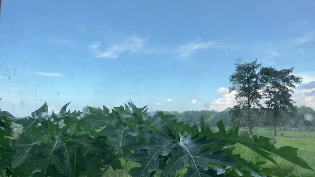 Tropical sunshower falling on green leaves under blue sky