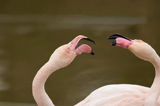 Deux flamand roses en interaction. 
Two Flamingos Interacting