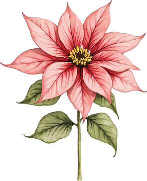 Pink poinsettia flower with green leaves and central yellow bracts illustration.