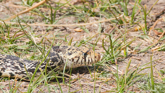 Large Bullsnake Slithering Through Grass