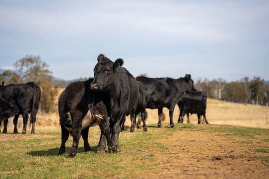 Black Angus cow nursing her calf milk in a dry Australian paddock with the herd at pasture