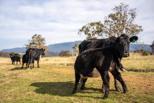 Black Angus cow nursing her calf milk in a dry Australian paddock with the herd at pasture